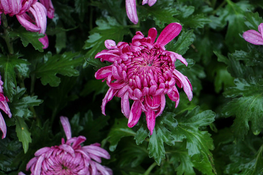 黃菊花