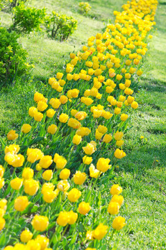 夏天有郁金香花的花園