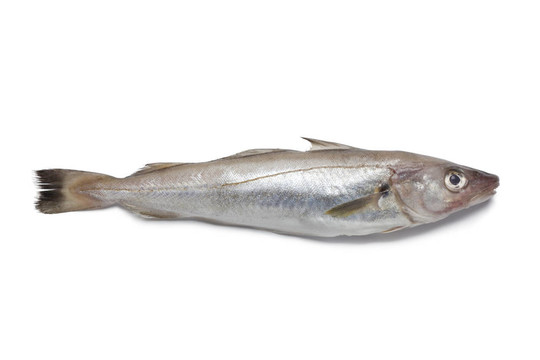 單一的新鮮鱈魚