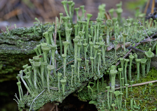 苔蘚