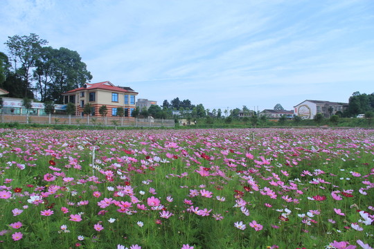茶亭格桑花花海