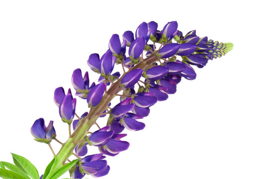 藍(lán)色的花