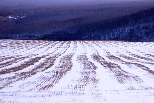 農(nóng)田雪景