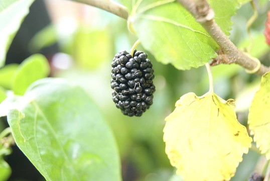 桑葚果實(shí)