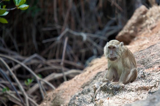 長尾獼猴（Macaca fascicularis）
