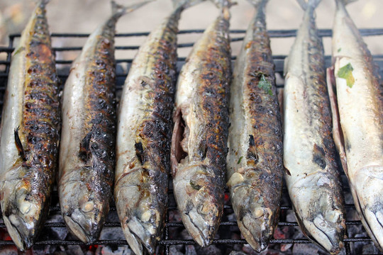 鯖魚