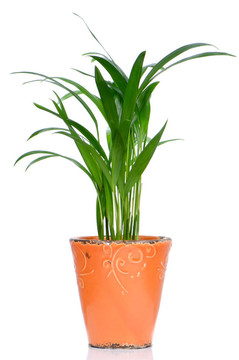 室內(nèi)植物