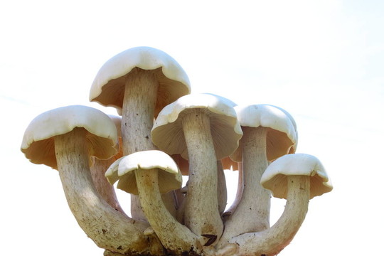 白底蘑菇群