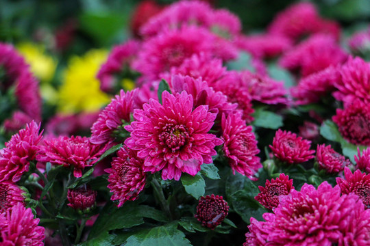 菊花