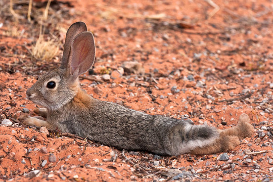 黑尾沙漠Jack Rabbit