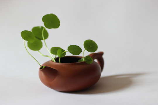 紫砂壺插花藝術(shù)