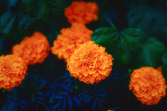 菊花 高清無噪