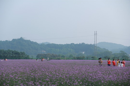 紫色馬鞭草花海
