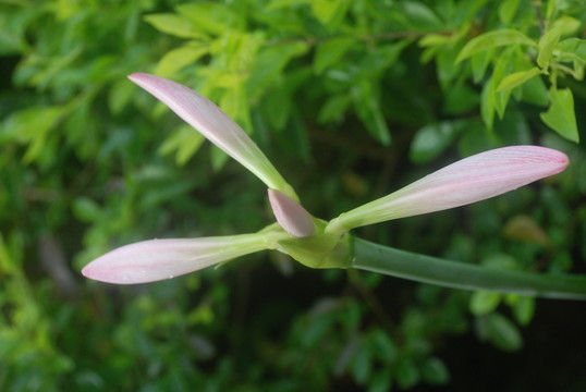 蘭花