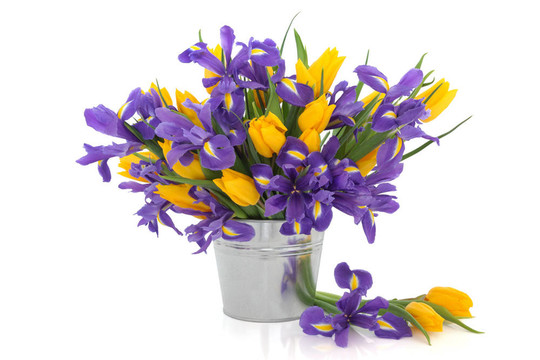 郁金香和Iris Flowers