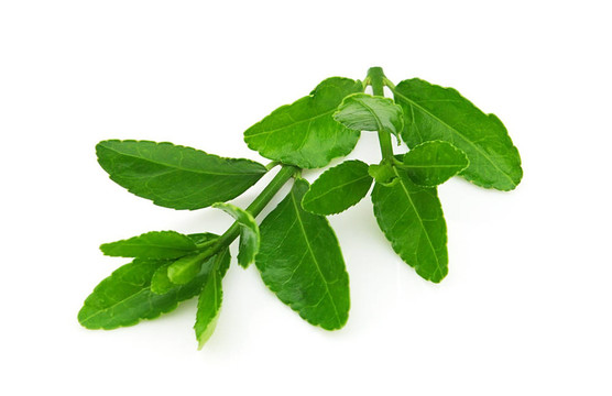 綠茶科