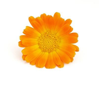 金盞花
