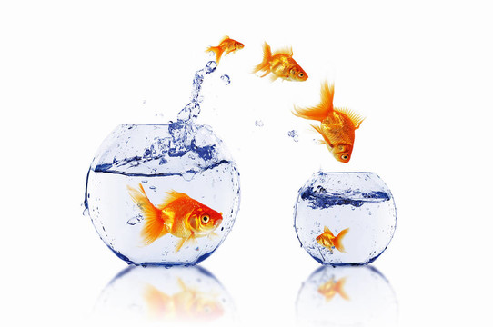 在一個(gè)魚缸里的金魚