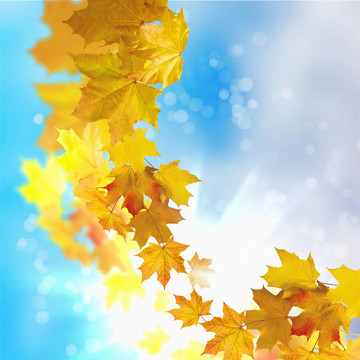 紅黃樹葉