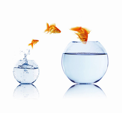 在一個魚缸里的金魚