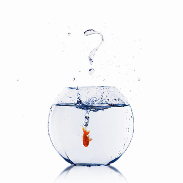 在一個魚缸里的金魚