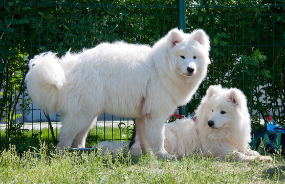 薩摩耶犬