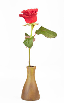 紅玫瑰