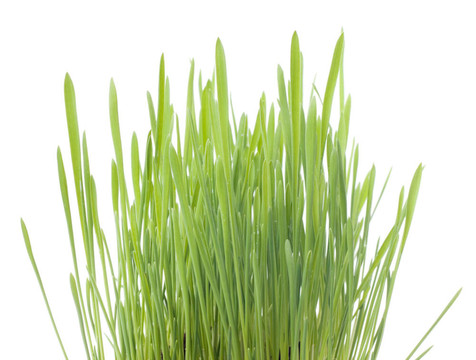 豆芽燕麥