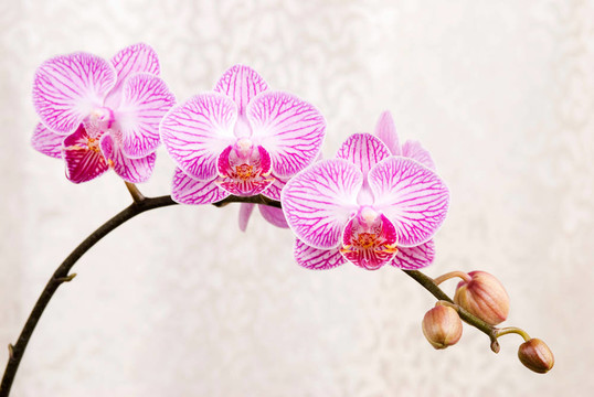 粉紅色的蘭花；盛開的蝴蝶蘭花卉（蝴蝶蘭）與銀布背景