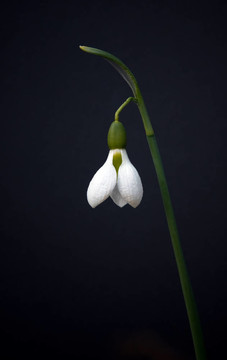 雪花蓮