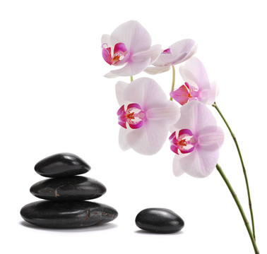 蘭花花與白石