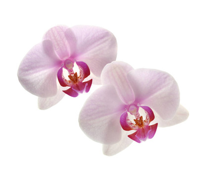 蘭花花白色