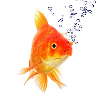 金魚(yú)