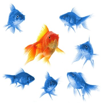 金魚