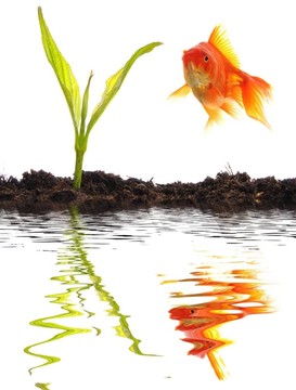金魚