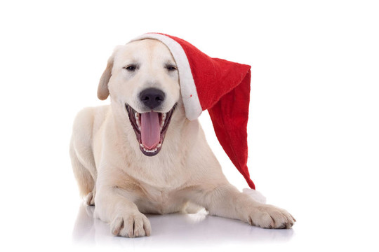 拉布拉多獵犬的笑