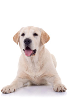 氣喘吁吁的拉布拉多犬