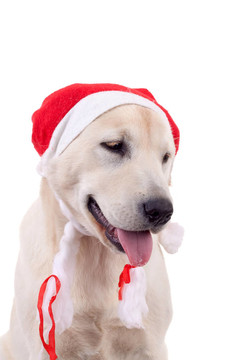 拉布拉多尋回犬身穿Santa