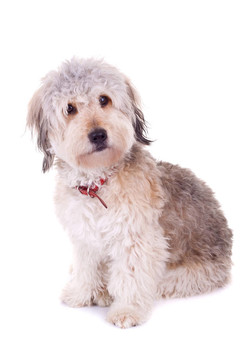 以上觀點(diǎn)一長(zhǎng)須牧羊犬
