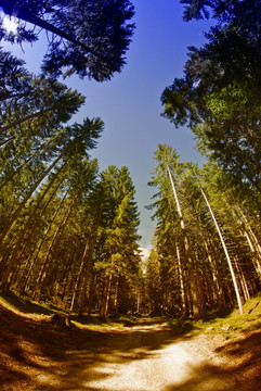 Dolomites Woods；意大利