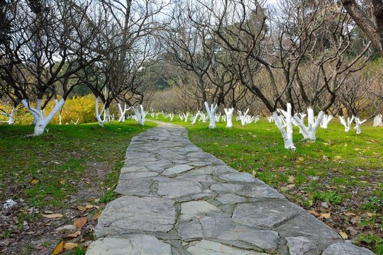 南京古林公園