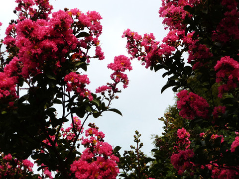 紫薇花