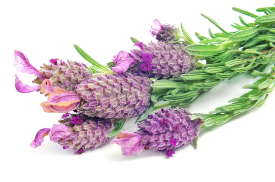 Lavandula stoechas；西班牙薰衣草