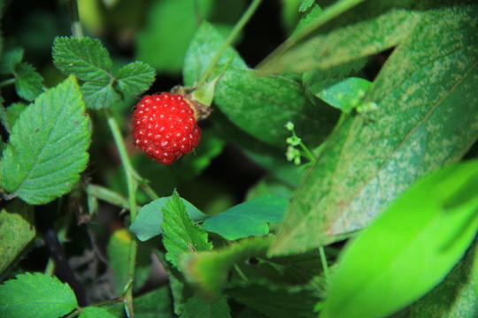 樹莓野草莓