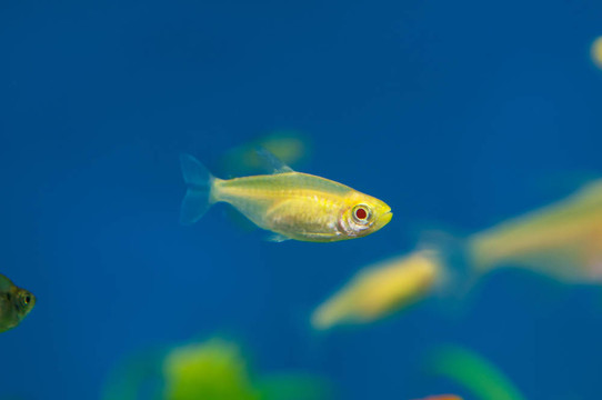 黃色的觀賞魚(yú)