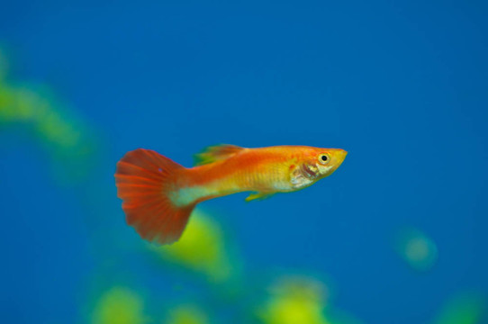 橙色的魚