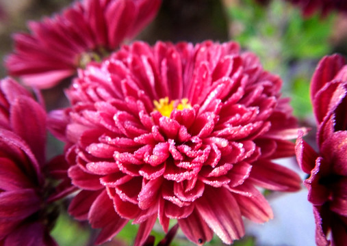 菊花