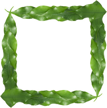 榕葉架