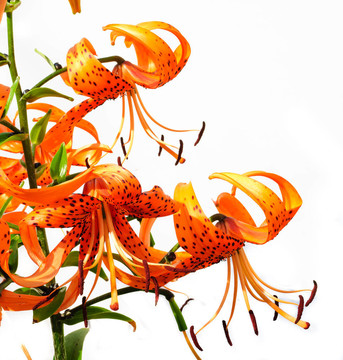 橙百合花束