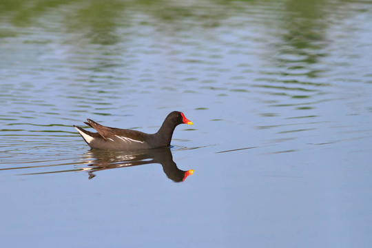 Moorhen（黑水雞）